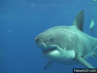 great white shark gif medium