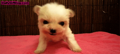 dog growling gif find share on giphy medium