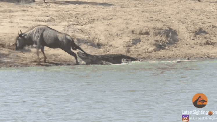 terrifying video shows hippos rescuing a wildebeest from the jaws of medium