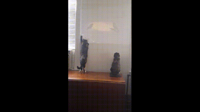 cats projector gif find share on giphy medium
