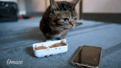 cat food gifs find share on giphy medium
