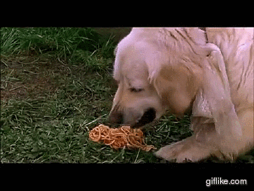 dogs spaghetti gif find share on giphy medium