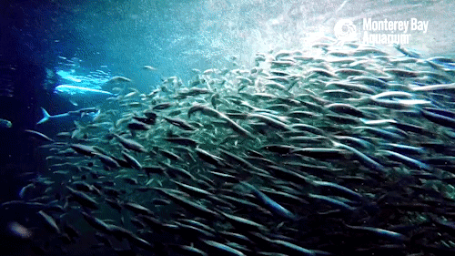 bait fish gifs get the best gif on giphy medium