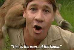 writing prompts steve irwin travels back and forth between heaven medium