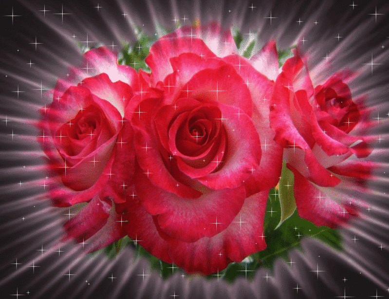 gifs de rosas para facebook 2 gifs and flowers medium