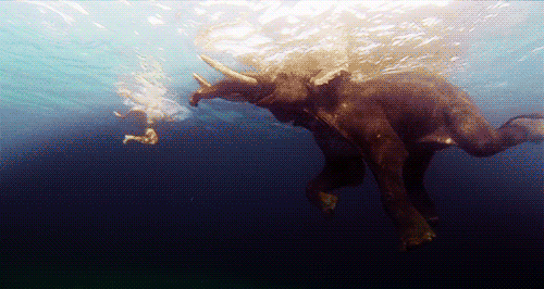 elephants swimming tumblr medium