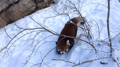 animals cute red panda gif on gifer by umrius medium