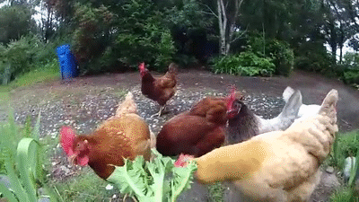 funny chickens on make a gif medium