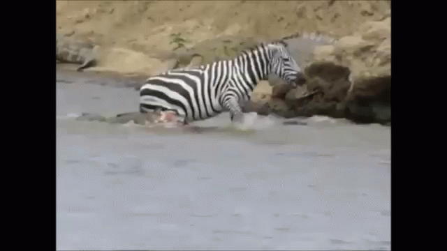 bad day at the office gif zebra croc badday discover medium