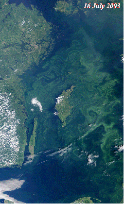 algal blooms phenomenon baltic sea environment hazards earth medium