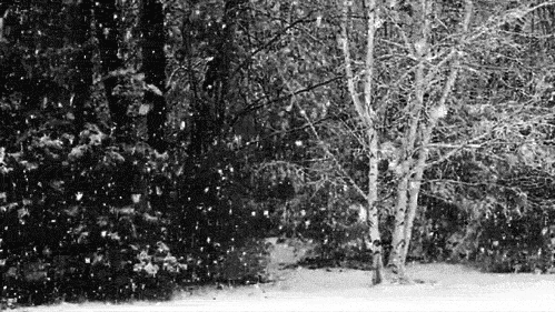 the absolute beauty of a snowstorm even in black and white it medium