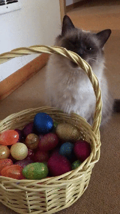 cats bunny gif find share on giphy medium