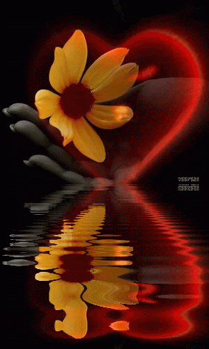 gif reflections hearts water reflections flowers reflections medium