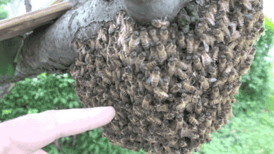 bees swarm hold me closer tiny dancer gif on gifer by dawnpick medium