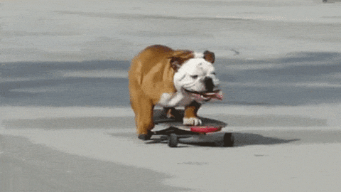 skateboarding bulldog gifs find share on giphy medium