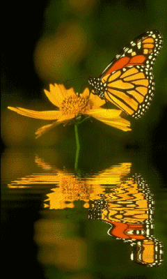 monarch reflection repinned by an angel s touch llc d b a wcf medium