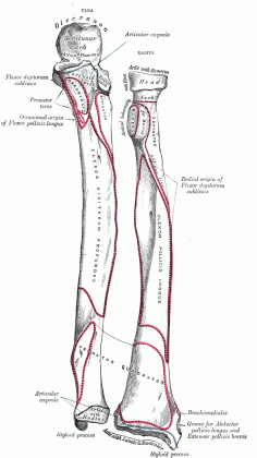 radius of the arm medium