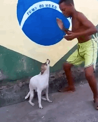 this brazillian dog s imepcable twerk will almost medium