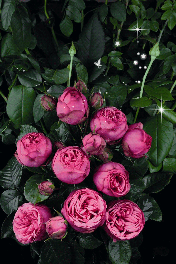 decent image scraps animated roses 5 rosas pinterest medium