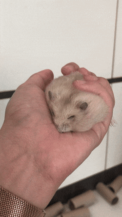 how i pet little puppy to sleep gif aww cutehamsters hamster medium
