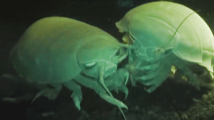 seatrench giant isopods source aquatic life aquatic medium
