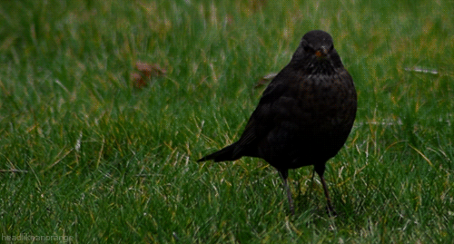 common blackbird gifs wifflegif medium