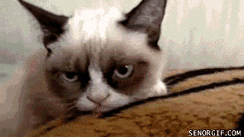 and grumpy cat too gifs get the best gif on giphy medium