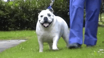 pet fitness club helps obese animals lose weight see their amazing medium