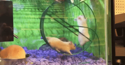 hilarious video shows hamster being casually bullied in running medium