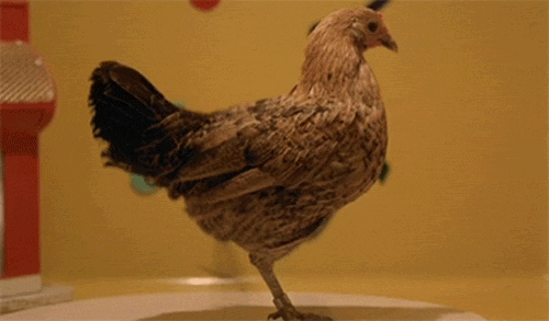dancing chicken gifs find share on giphy medium