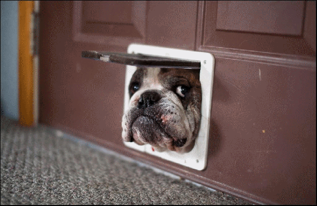 animated gif pet door too small for dog gif id 13542 gif abyss medium