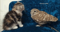 a baby owl and a baby kitty pinterest baby kitty baby owl and owl medium