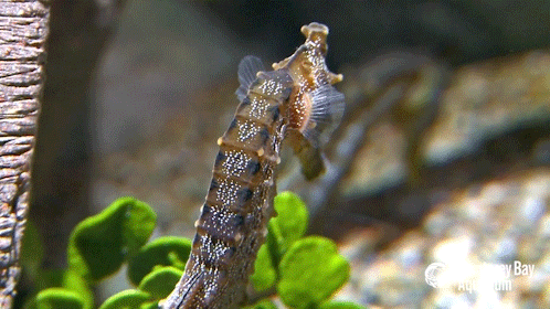 ignore pacific seahorse gif by monterey bay aquarium find share medium