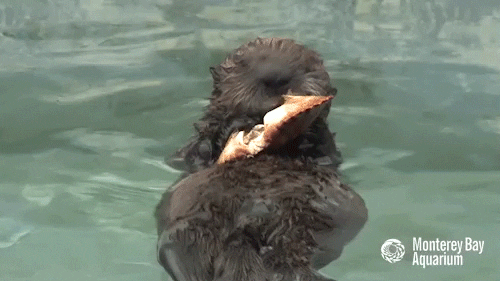 otter eating gifs find share on giphy medium