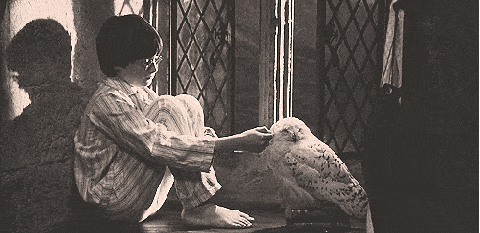 this fan theory about why hedwig had to die in harry potter is so medium