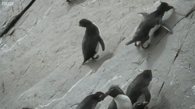 a waddle of baby rockhopper penguins hilariously lose their footing as they learn how to climb medium
