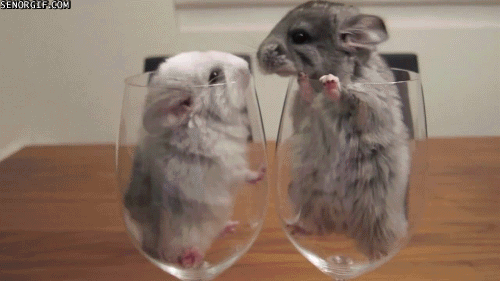daily squee chinchillas cute animals in the cutest pictures ever medium