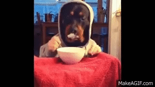 dog with human hands eats at the dinner table in a hoodie funny medium
