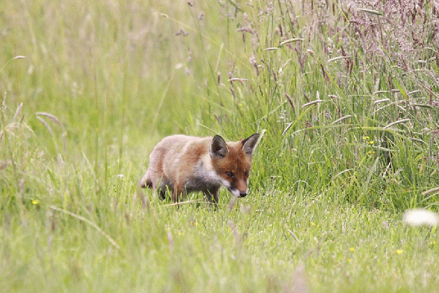 fox cub looking above medium