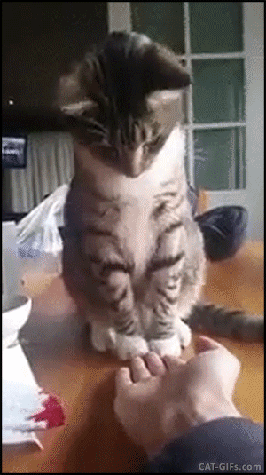 animated cat gif funny cat scared of human hand oh no don t medium