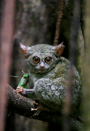 tarsier gif tumblr medium