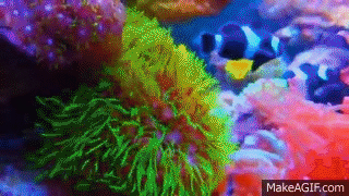 aquarium gif on gifer by andromanadar medium