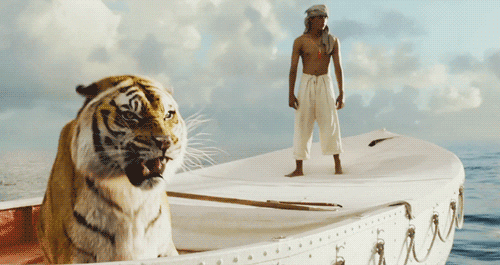 big cat water gif find share on giphy medium