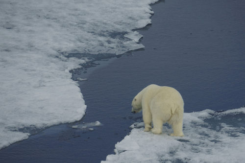 polar bear jumping between ice floes in the arctic medium