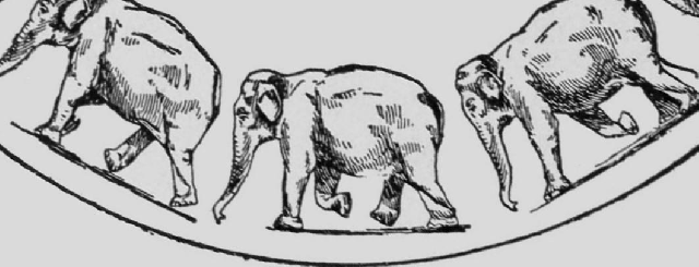 file descriptive zoopraxography elephant ambling animated 13 gif medium