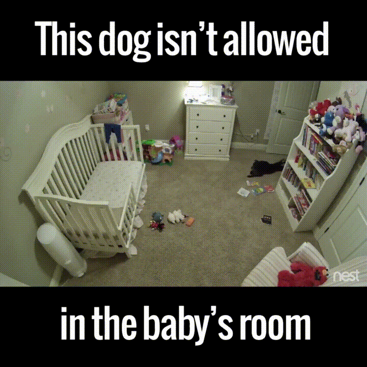one happy little dog sneaking in the baby room babies animal medium