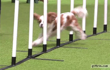 dog running through obstacle course hits last pole dead on medium