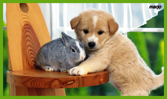 photo konijn hond gif animal animations pinterest animal medium