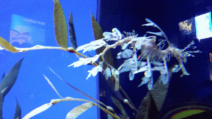 review ripley s aquarium in toronto canada lili on the loose medium