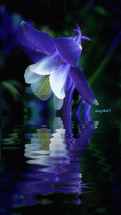 decent image scraps flower animation blue flowers some medium